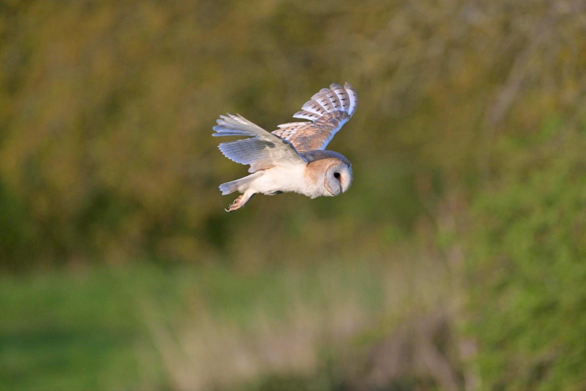 Buzzard Holt Hosting Hotel Buckingham Buitenkant foto